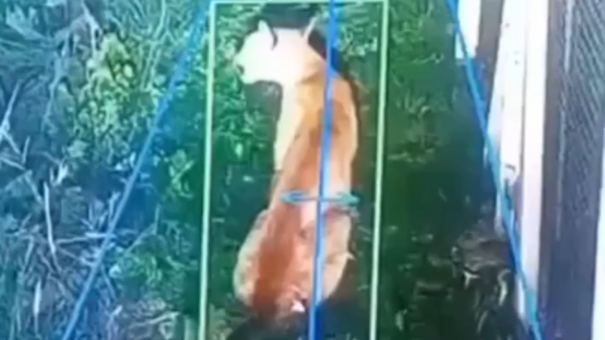 El puma fue filmado por cámaras de seguridad del barrio privado.