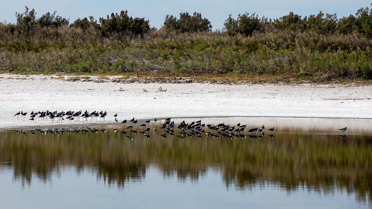 La actualidad de la Laguna del Viborón refleja la situación de gravedad de los humedales en Mendoza. El proyecto de ley de protección de los mismos fue modificado con la venia de Irrigación y Ambiente.