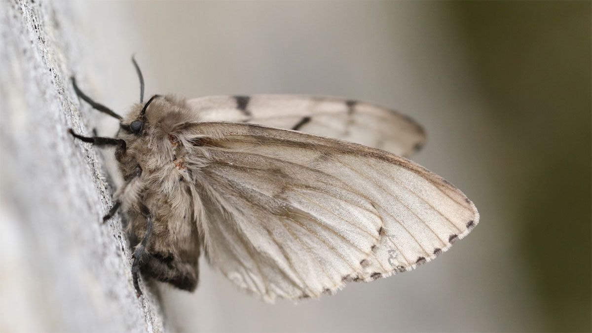 La casa se llena de insectos con la llegada del calor. La casa se llena de insectos con la llegada del calor.