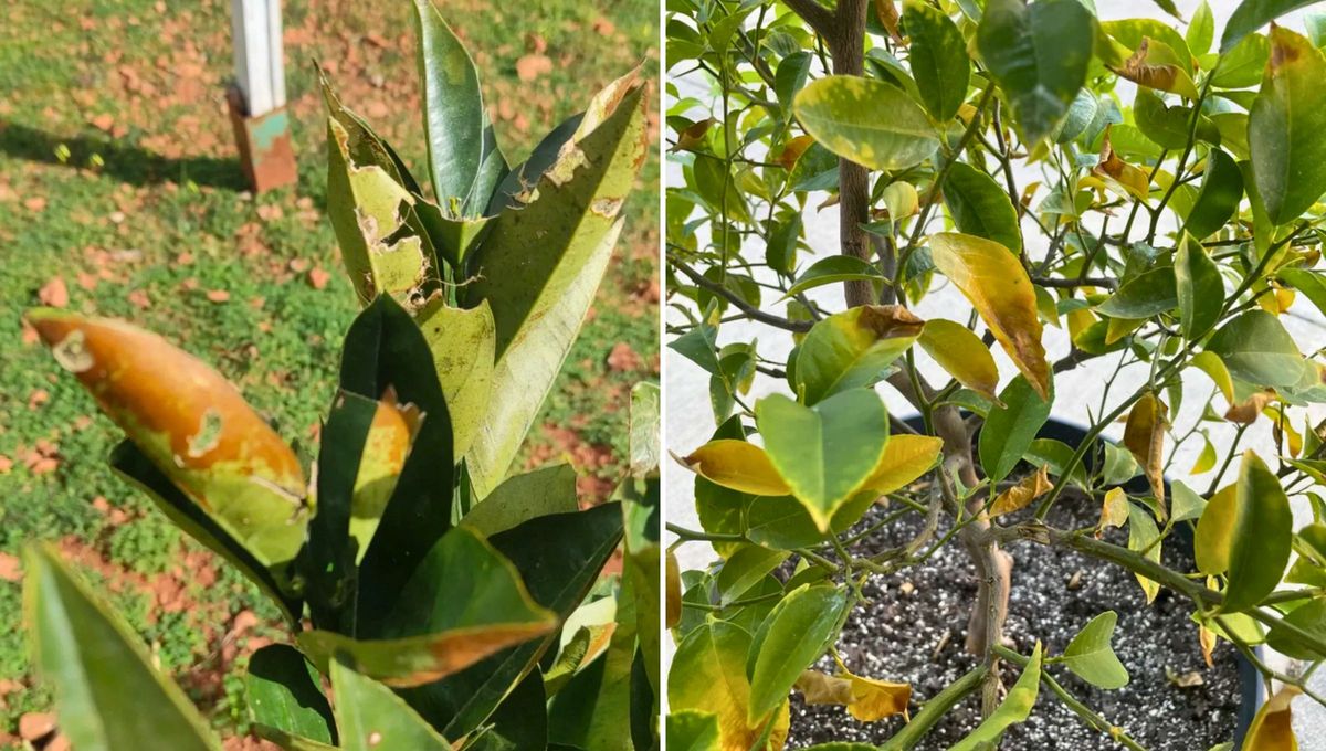 Las manchas marrones en las hojas del naranjo suelen ser indicativas de problemas como enfermedades f&uacute;ngicas, deficiencias nutricionales o da&ntilde;os causados por plagas.