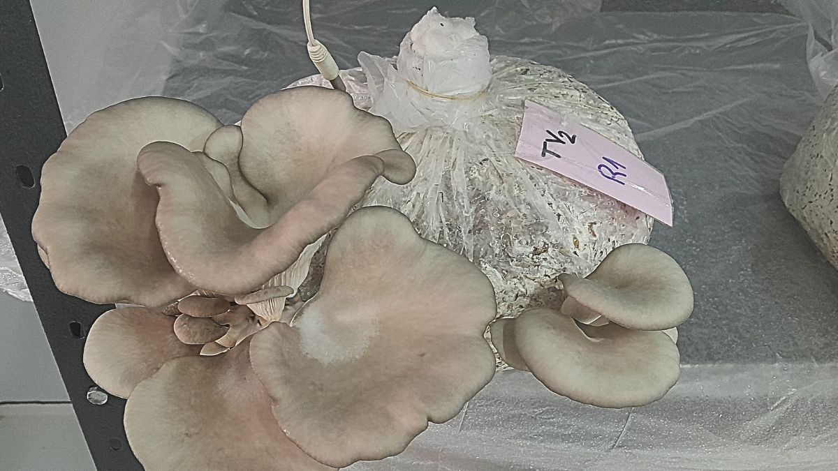 Cultivo de hongos comestibles (gírgolas) en el laboratorio de Agroalimentos del INTA. 