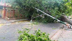 En San José, Guaymallén, un árbol cayó casi frente a una comisaría.