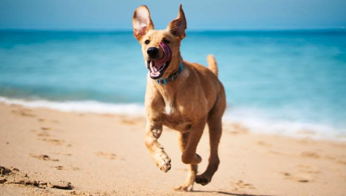 España tiene cerca de 50.000 perros de raza en el país