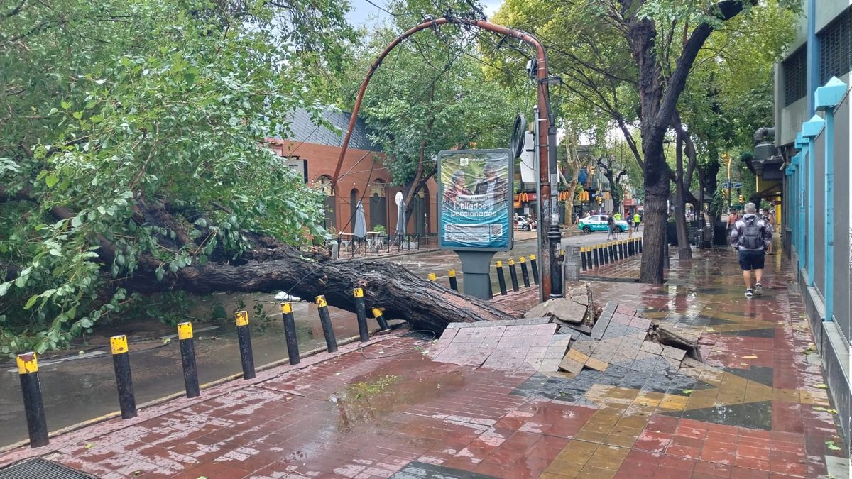 Marcelino Iglesias insistió con un proyecto para agilizar la erradicación de árboles en riesgo