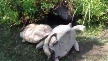 Una tortuga gigante logró salvar a su compañera