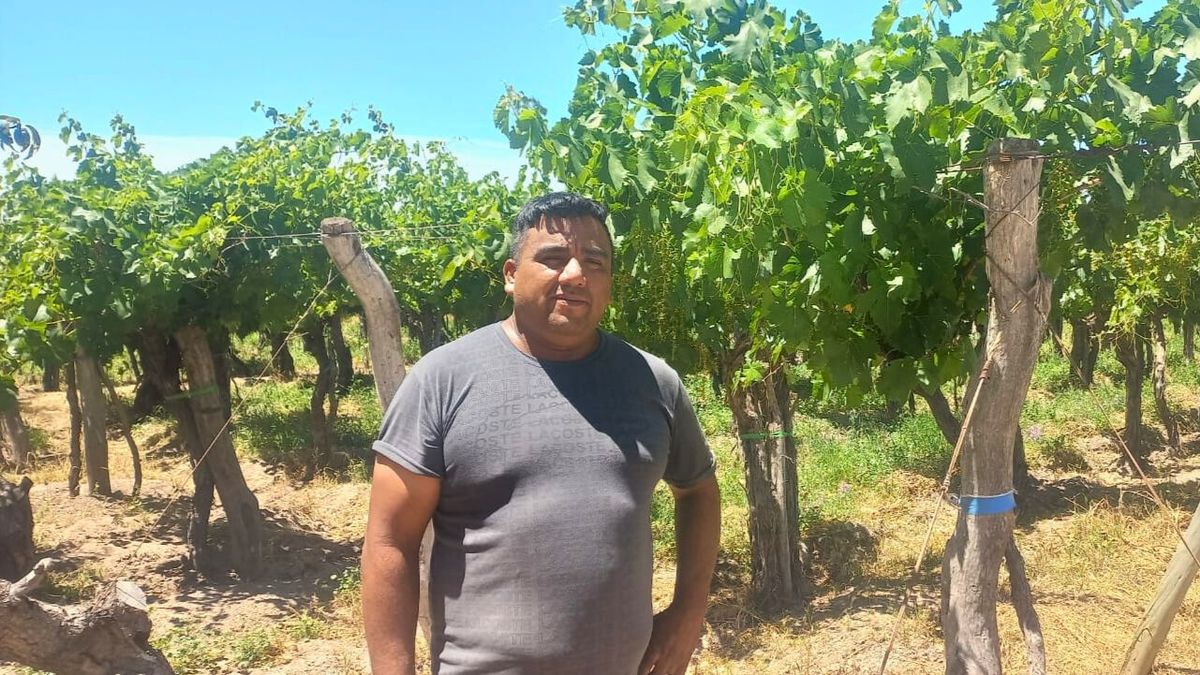 Las viñas de Buen Orden, un sello que también se menciona en la canción.