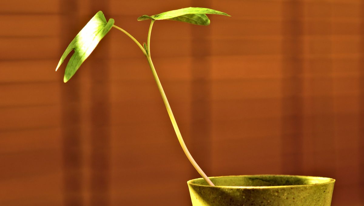 Si sembraste una planta de jazmín, o si tu vieja planta está dando hojas nuevas, es una buena señal de cuidado. Si sembraste una planta de jazmín, o si tu vieja planta está dando hojas nuevas, es una buena señal de cuidado.