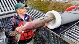 Disparan salmones por el río con tubos neumáticos a varios metros de distancia: el objetivo es salvarlos Disparan salmones por el río con tubos neumáticos a varios metros de distancia: el objetivo es salvarlos