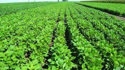 Agrotóxicos: Salud reconoció efectos nocivos a corto