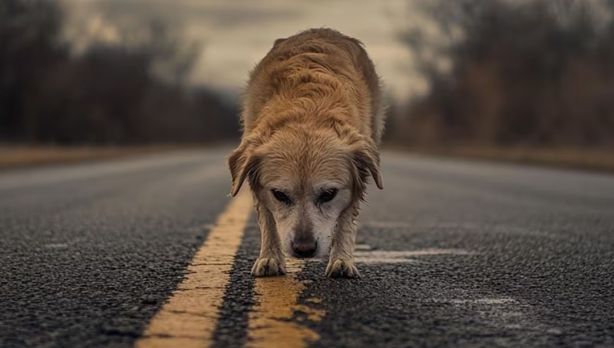 El desgarrador destino final de los perros que son atropellados en la ruta: qué pasa con sus cuerpos