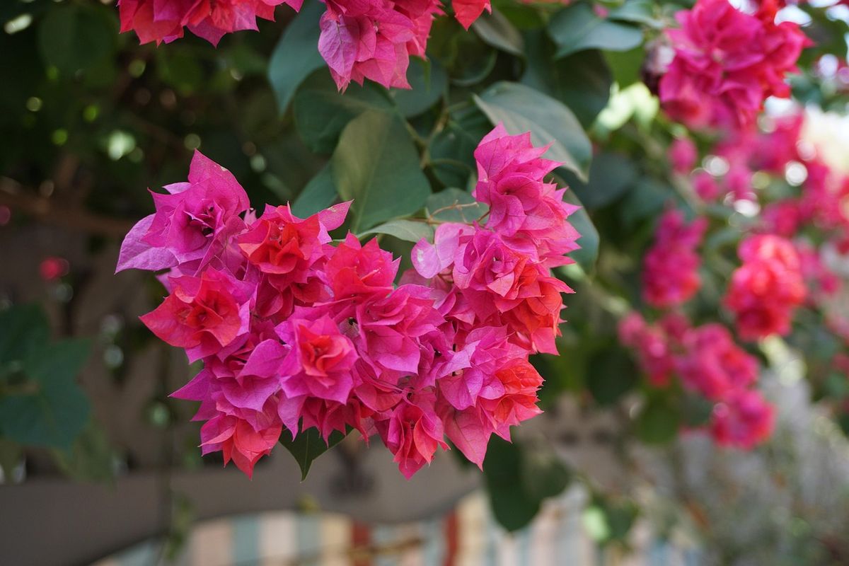 Te contamos errores comunes que podrían arruinar tu buganvilla. Imagen: Pixabay.