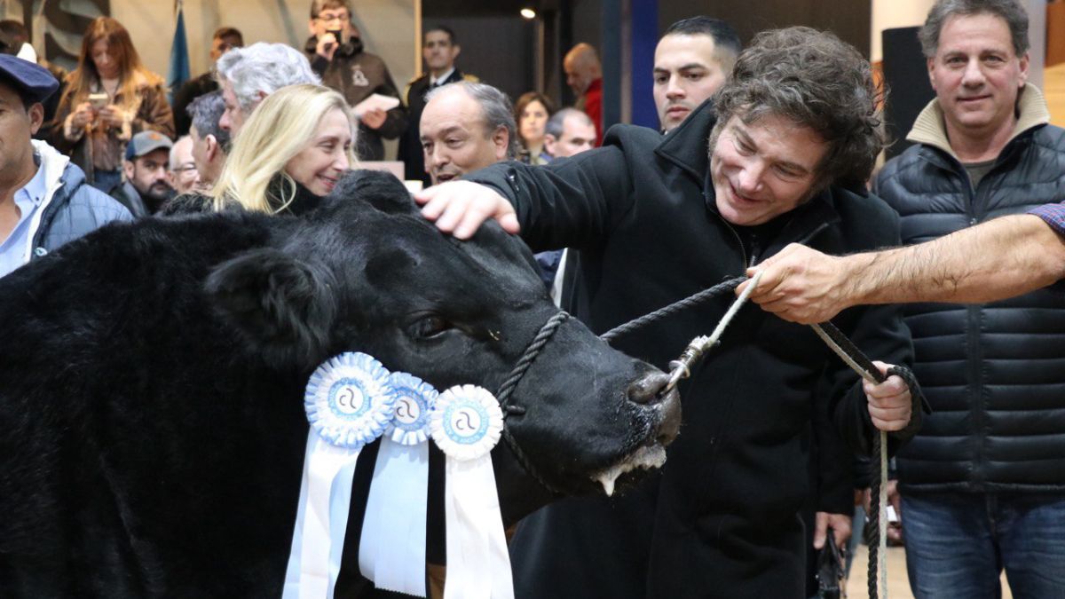 Javier Milei acarició a uno de los animales de la raza Angus más premiado.