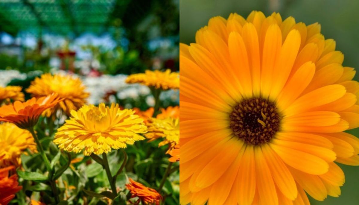 La calédula pertenece a la familia Asteraceae. La calédula pertenece a la familia Asteraceae.