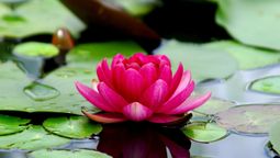 Cómo utilizar la flor de loto correctamente, según el Feng Shui