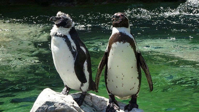 Una pareja de pingüinos que pasea de la mano se hizo viral