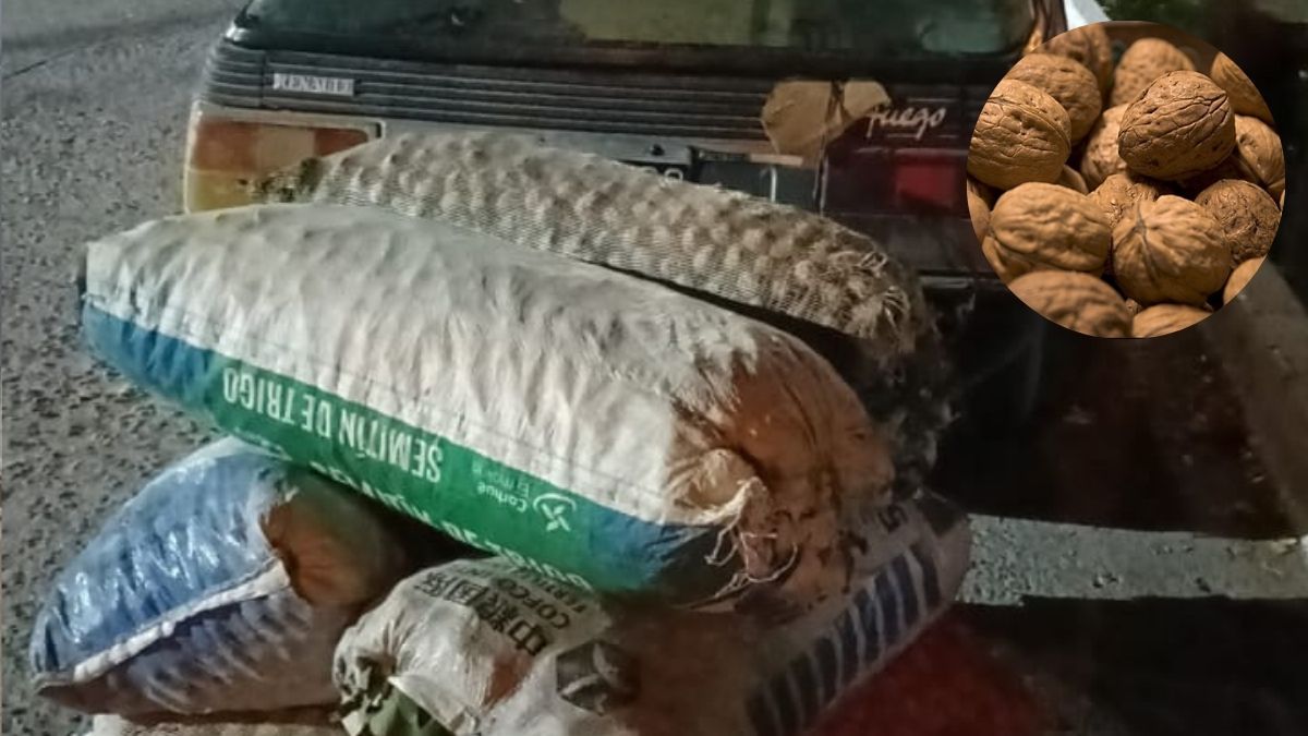 La Policía ha secuestrado más de 1.500 de nueces durante la temporada de cosecha