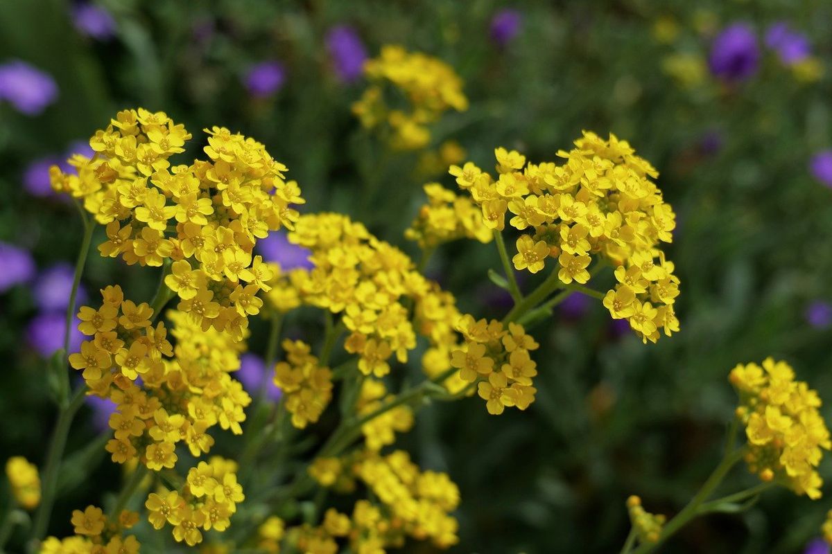 Tu jardín agradecerá si utilizas este abono.