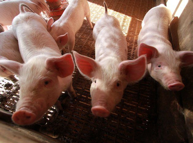Triquinosis: en el área de Zoonosis se analizan muestras de carne para evitar el contagio
