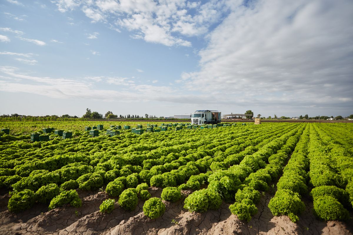 Irrigación acompaña al sector agrícola con prácticas de riego eficiente