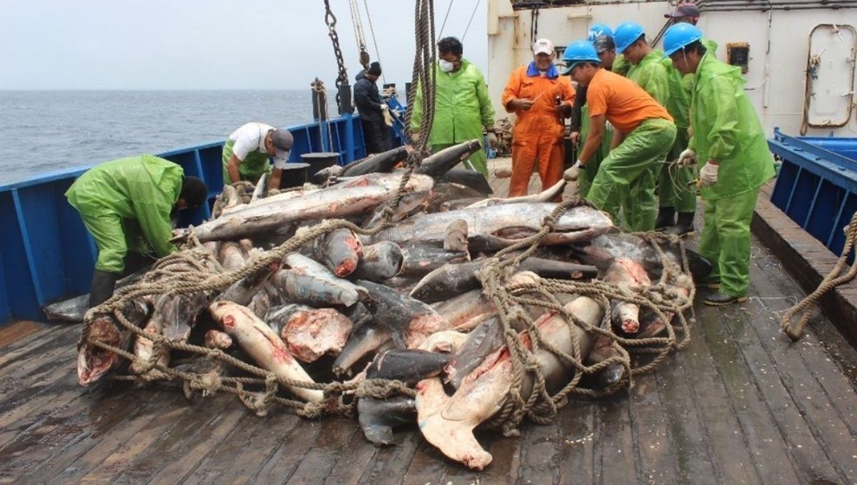 China supera a todos los países de América del Sur y se convierte en el mayor productor de peces amazónicos
