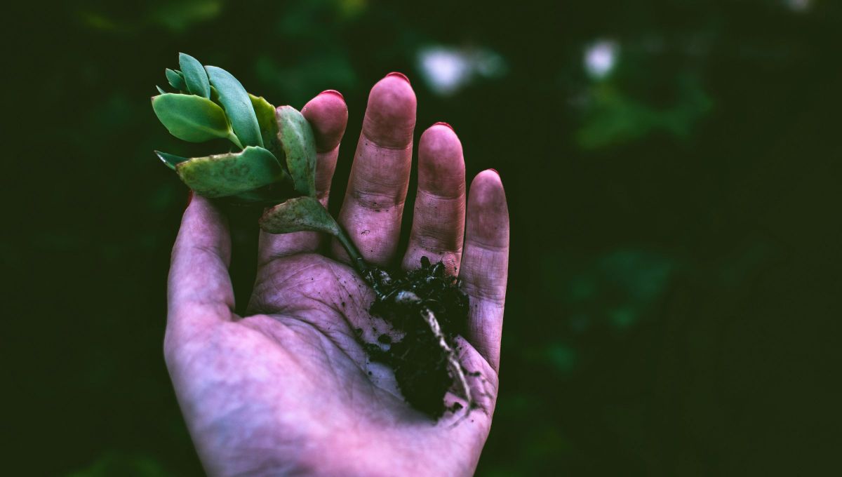 Si a tu árbol de jade o suculenta se le cayeron algunas hojas, te contamos qué significa y qué indica. Foto Canva