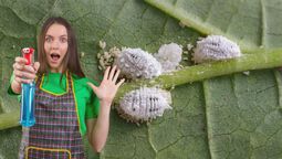 Plantas