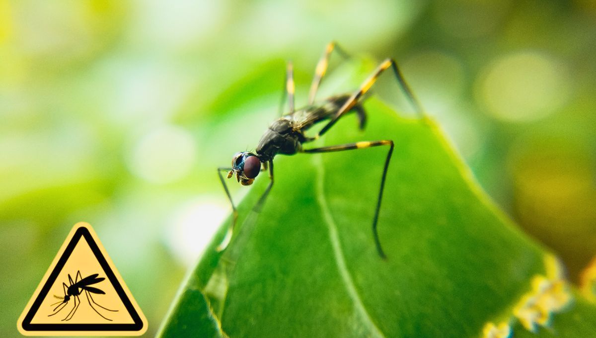 Estos diminutos insectos matan a m&aacute;s de 1.000.000 de personas cada a&ntilde;o.