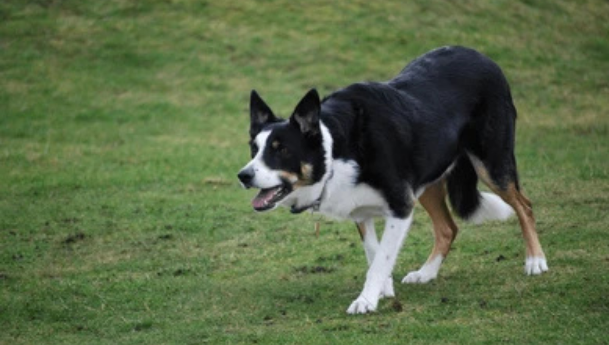 Qué significa que mi perro esté agazapado