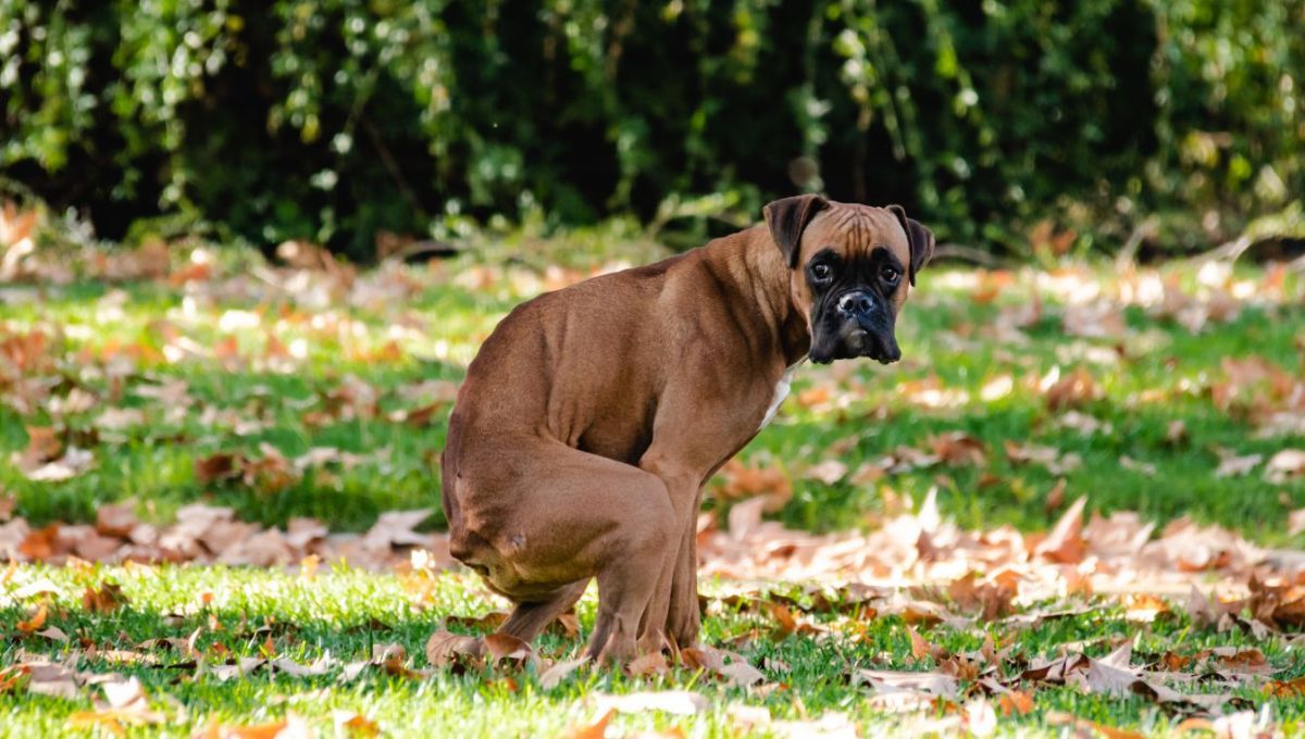 La falta de agua puede provocar este cuadro en tu mascota. La falta de agua puede provocar este cuadro en tu mascota. 