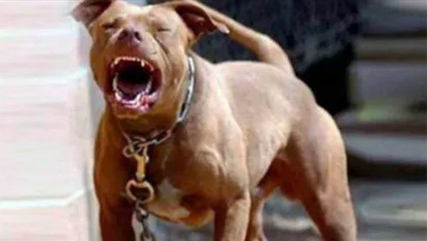 Rosario: un hombre fue atacado por dos perros pitbull cuando regresaba a su casa.