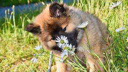 Aprende cuáles son las plantas seguras para cultivar en casa si tienes una mascota curiosa a la que le gusta jugar en el jardín. Imagen: Pexels. Aprende cuáles son las plantas seguras para cultivar en casa si tienes una mascota curiosa a la que le gusta jugar en el jardín. Imagen: Pexels.