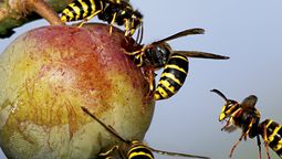 Estas son las maneras más efectivas de deshacerse de las avispas en tu jardín