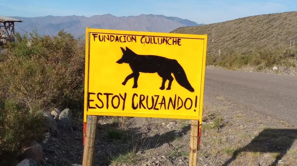 La Fundación Cullunche coloca carteles en zonas donde habita fauna silvestre para que los conductores vayan atentos y eviten atropellarlos. Foto: Fundación Cullunche La Fundación Cullunche coloca carteles en zonas donde habita fauna silvestre para que los conductores vayan atentos y eviten atropellarlos. Foto: Fundación Cullunche