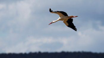 Ornitólogos pusieron un rastreador con SIM en una cigüeña y recibieron una factura por 2.700 dólares en llamadas