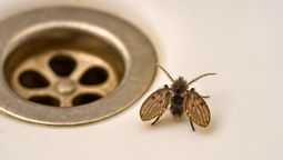 El insecto de baño que todos ignoran, pero que revela contaminación en tuberías y desagües El insecto de baño que todos ignoran, pero que revela contaminación en tuberías y desagües