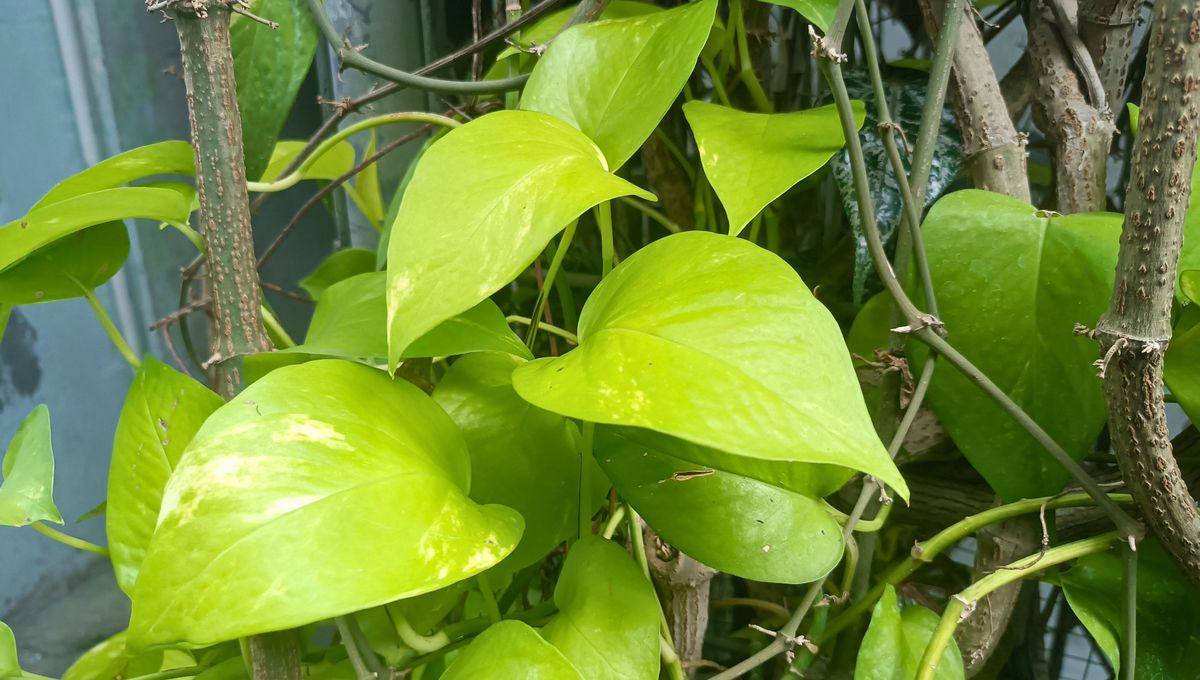 En una maceta y protegida del frío, la planta de potus puede crecer muy bien. En una maceta y protegida del frío, la planta de potus puede crecer muy bien. 