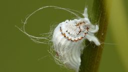 La cochinilla es una plaga peligrosa para las plantas del jardín.