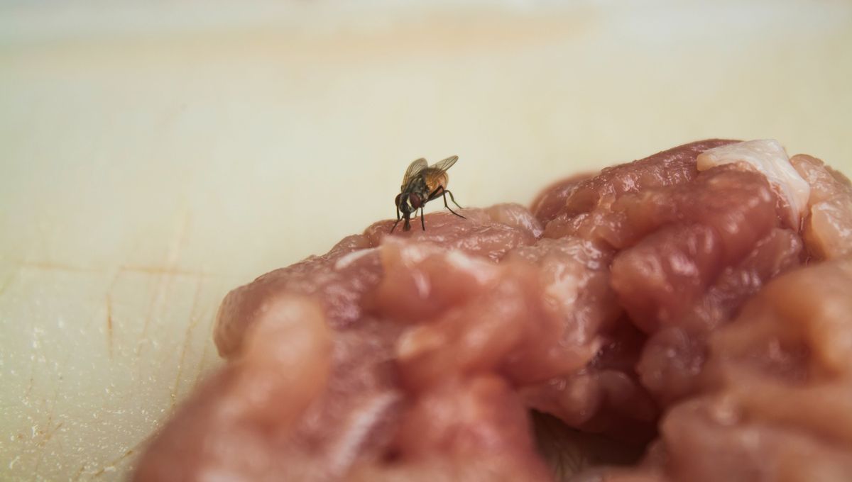 Infección e intoxicación tienen varias diferencias. Infección e intoxicación tienen varias diferencias. 