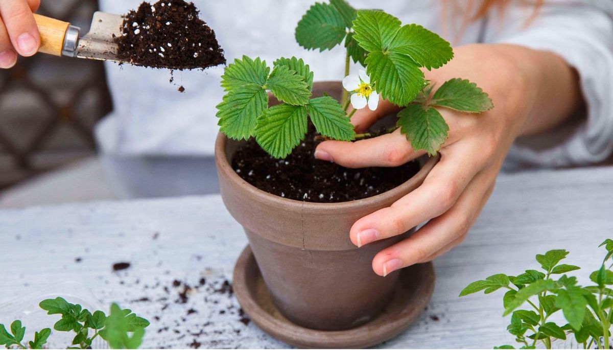 Dile adiós a las macetas tradicionales: cómo hacer un recipiente en casa para cultivar tus plantas