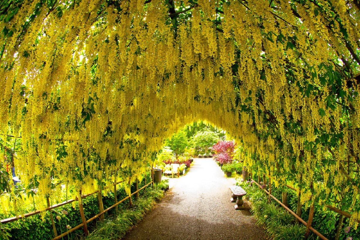 Este &aacute;rbol ornamental es famoso por sus espectaculares cascadas de flores amarillas en primavera.