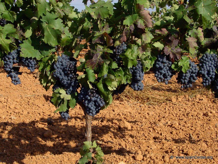 Cambian el suelo para hacer mejor vino
