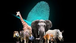 Un animal es reconocido por tener huellas dactilares similares a las del ser humano