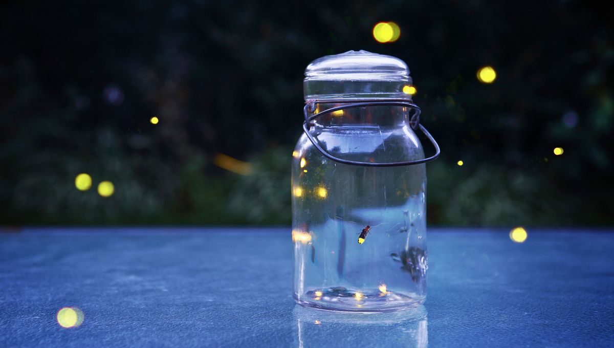 La luciérnaga es un insecto luminoso y llamativo que trae consigo un significado hermoso. La luciérnaga es un insecto luminoso y llamativo que trae consigo un significado hermoso. 