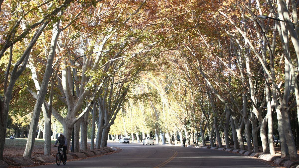 Las grandes arboledas linderas a las calles y caminos de Mendoza son parte del paisaje urbano. Un relevamiento señala que hay 615.000 ejemplares en el área urbana del oasis norte. Faltan relevar parques y plazas.