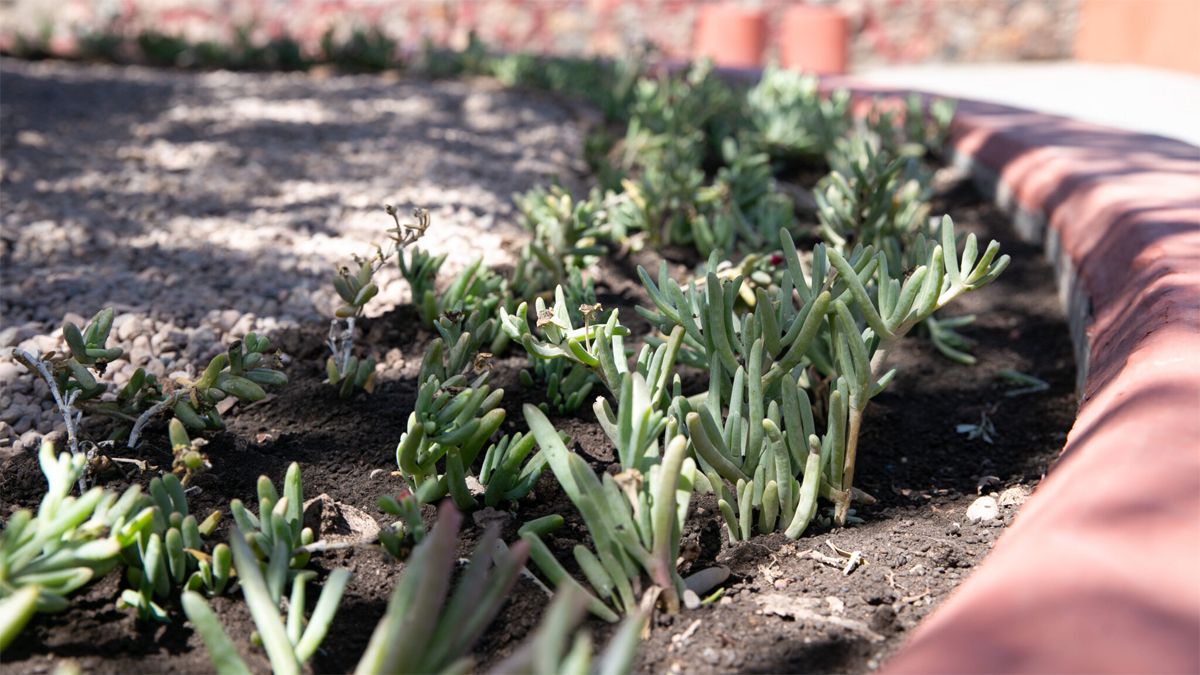 Suculentas. La Municipalidad formuló una propuesta relacionada con el cambio climático. Suculentas. La Municipalidad formuló una propuesta relacionada con el cambio climático.