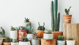 Feng Shui: dónde ubicar los cactus para proteger tu hogar