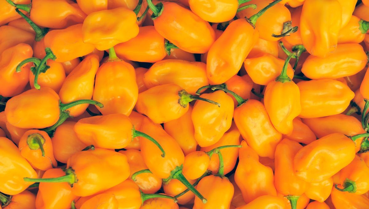 Chile habanero. Chile habanero.