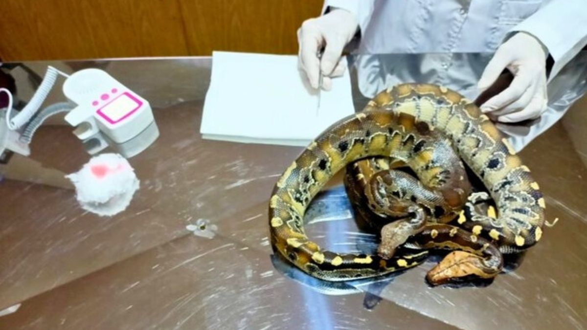Una de las dos pitones cola corta que ya está siendo tratada por personal veterinario. Ambas estaban con signos de estrés y bajo peso.