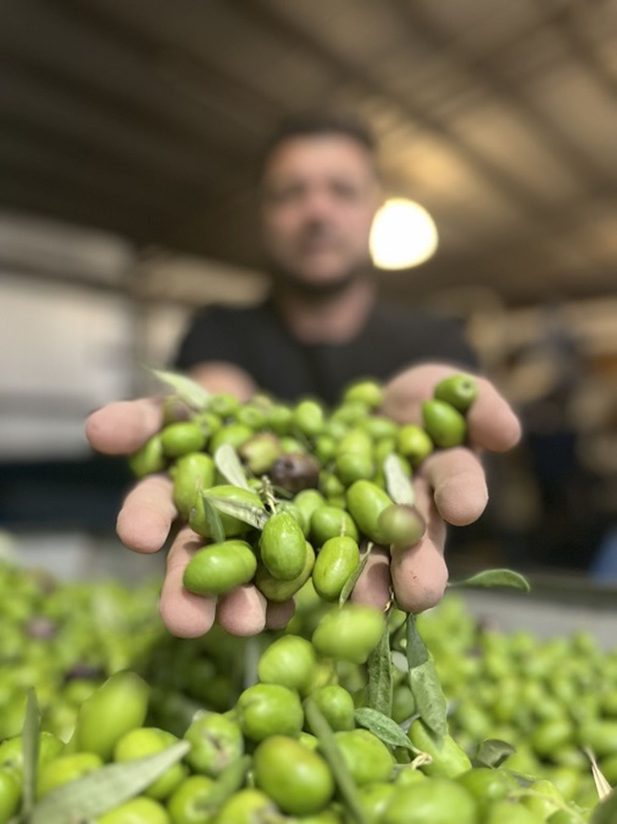 El aceite de oliva virgen extra alto en polifenoles, un superalimento con una enorme cantidad de beneficios para la salud. El aceite de oliva virgen extra alto en polifenoles, un superalimento con una enorme cantidad de beneficios para la salud.