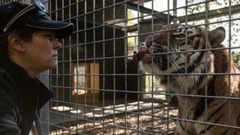 Nueva Zelanda aseguró que no sacrificará al tigre que mató a una cuidadora